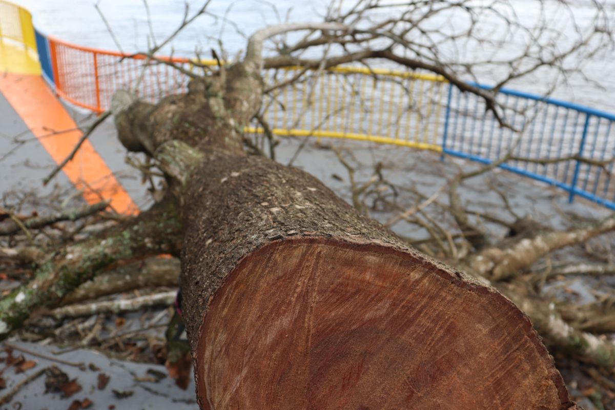 Foto: Dimily Paiva/Divulgação