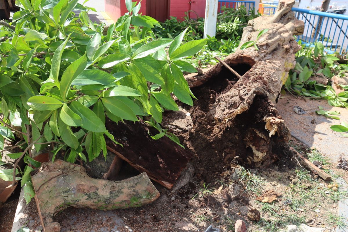 Foto: Dimily Paiva/Divulgação