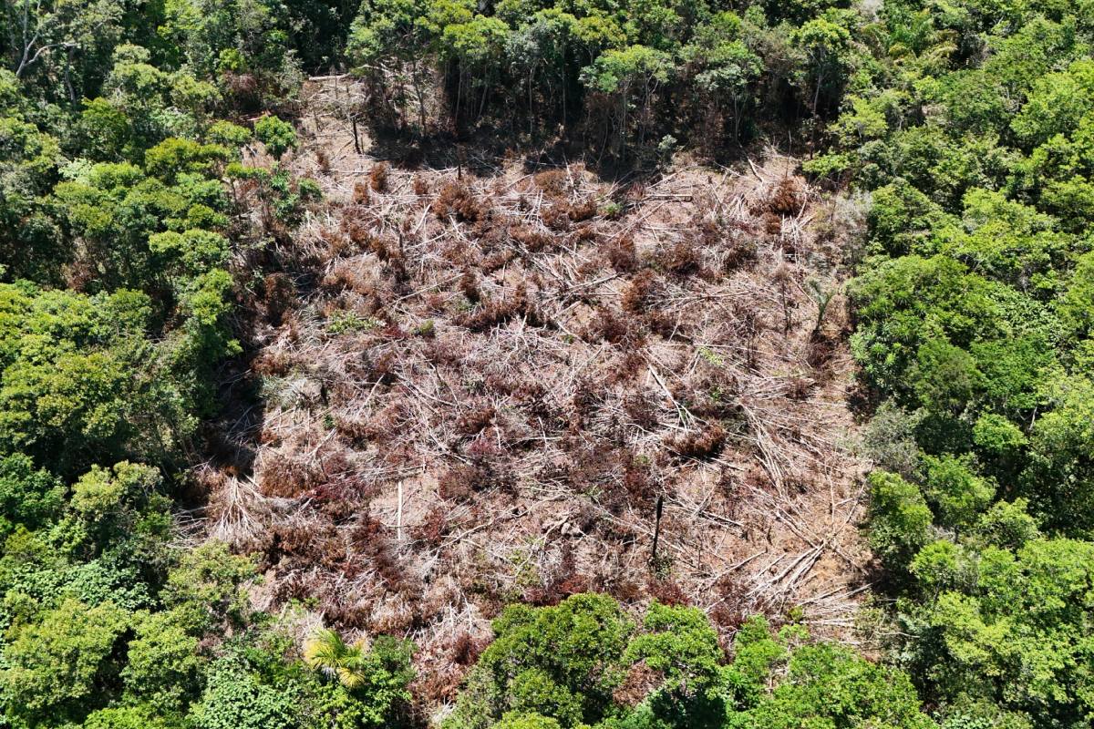 Foto: Secretária Municipal de Meio Ambiente/Divulgação